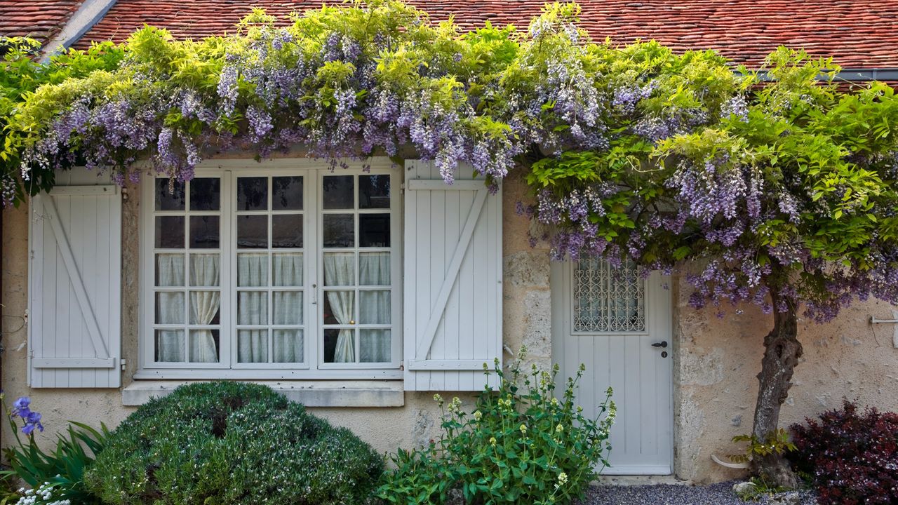 Wisteria growing around front door of a cottage-style house