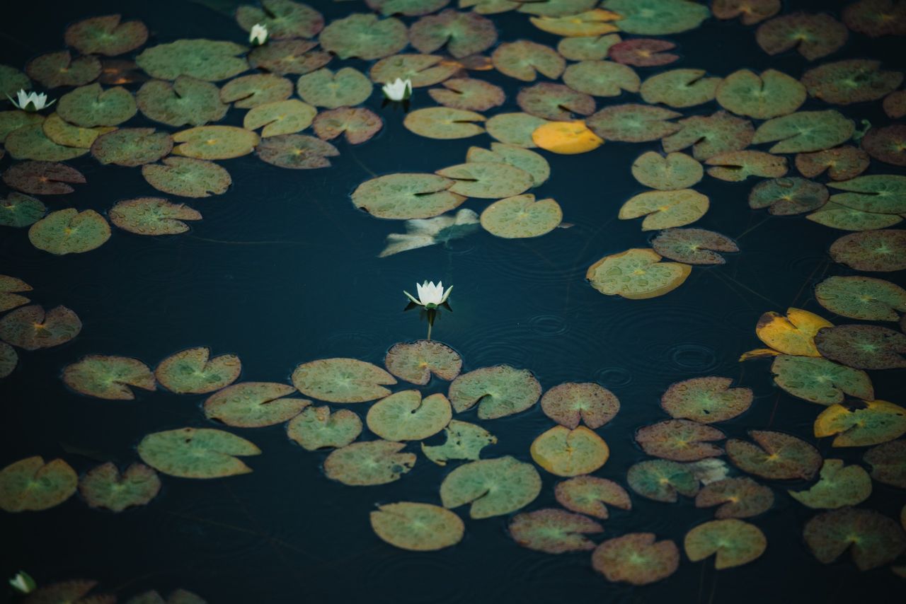 Image samples from the Sigma 50-120mm f/2.8 DC OS Contemporary