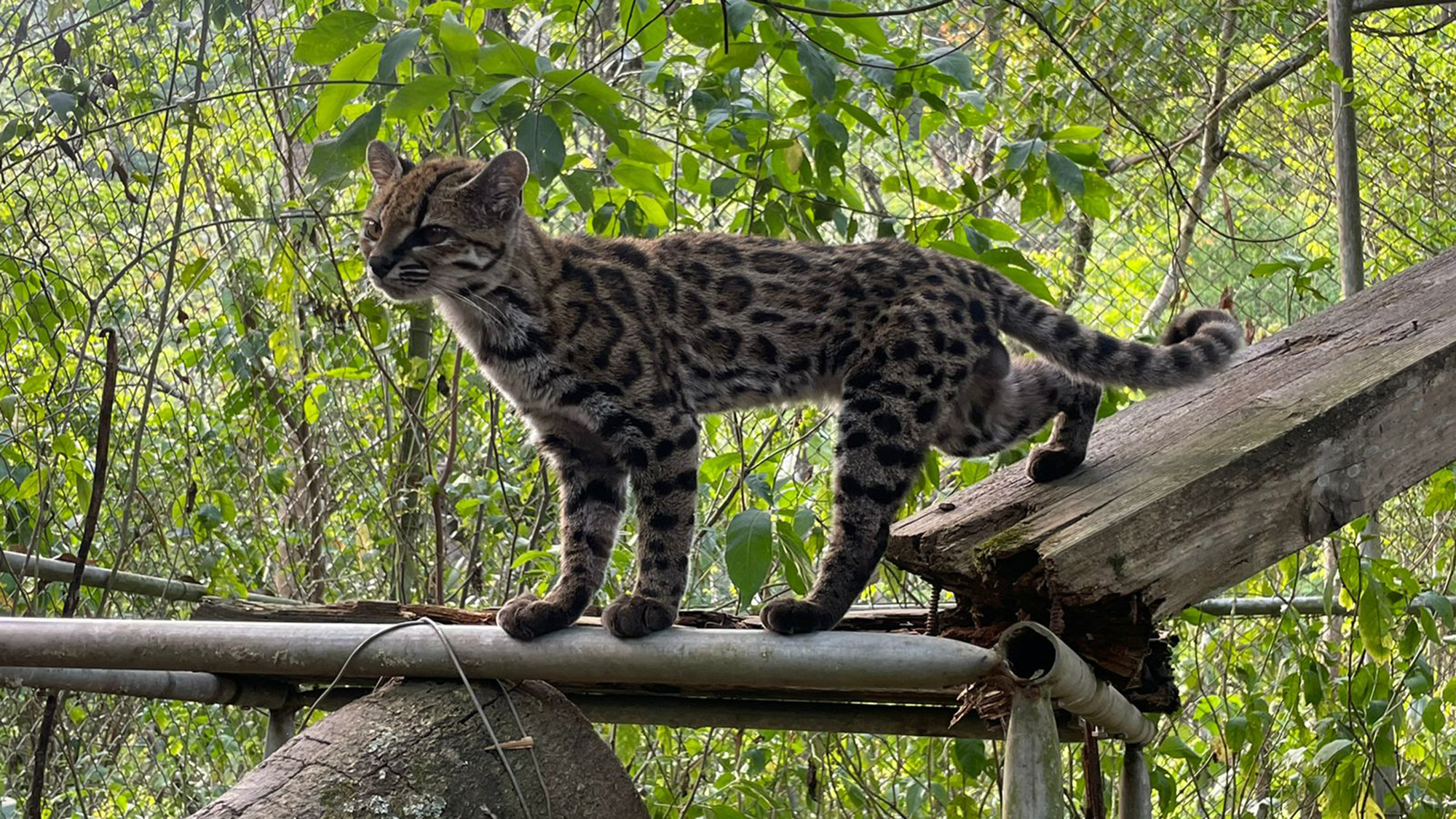 A spotted cat stands on a fallen log in an enclosure.