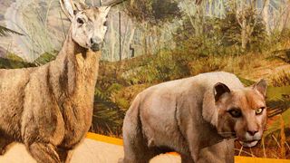 Peyote Plant animals in GTA Online