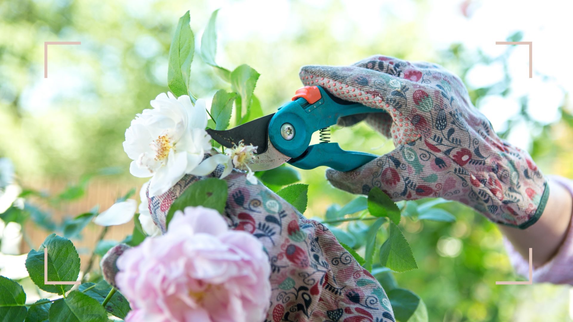 Bosch EasyPrune Secateurs cutting roses