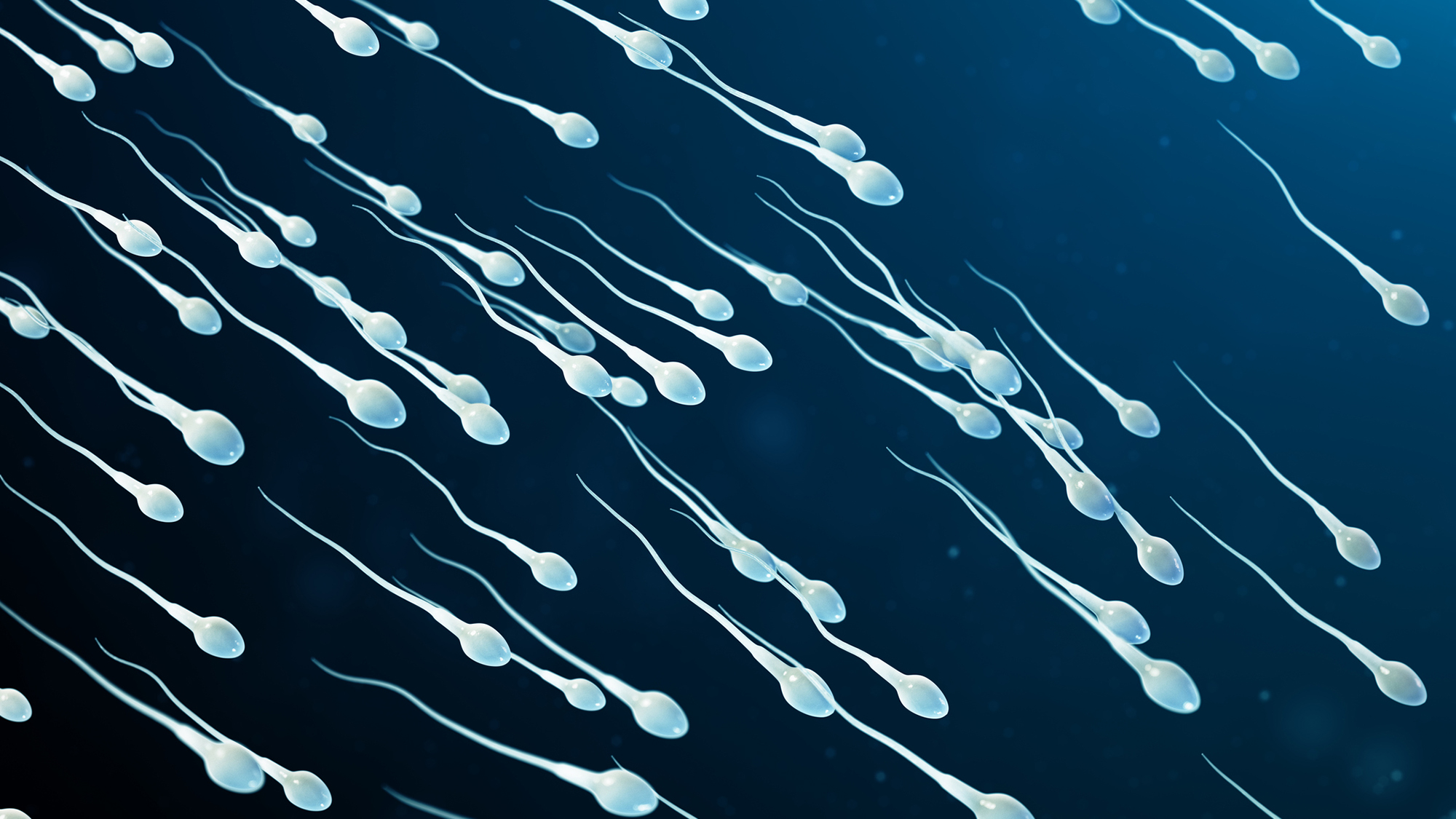 3D illustration of sperm