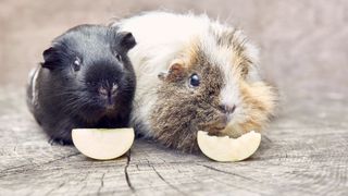 Two guinea pigs eating apple slices