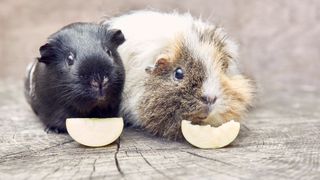 Do guinea pigs shop eat each other