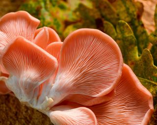 mushrooms pink oyster fungi growing indoors