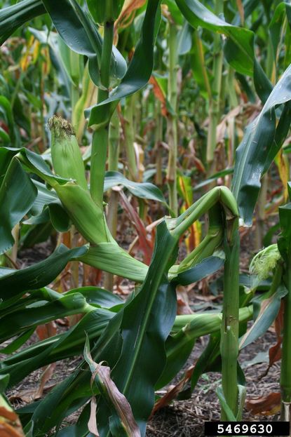 Bent Over Corn Plants