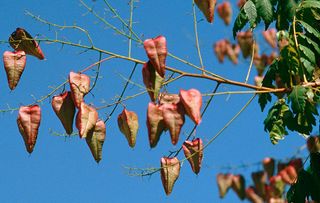 The golden rain tree, aka Koelreuteria paniculata (Pic: Alamy)