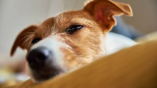 Sad Tired Dog In His Bed