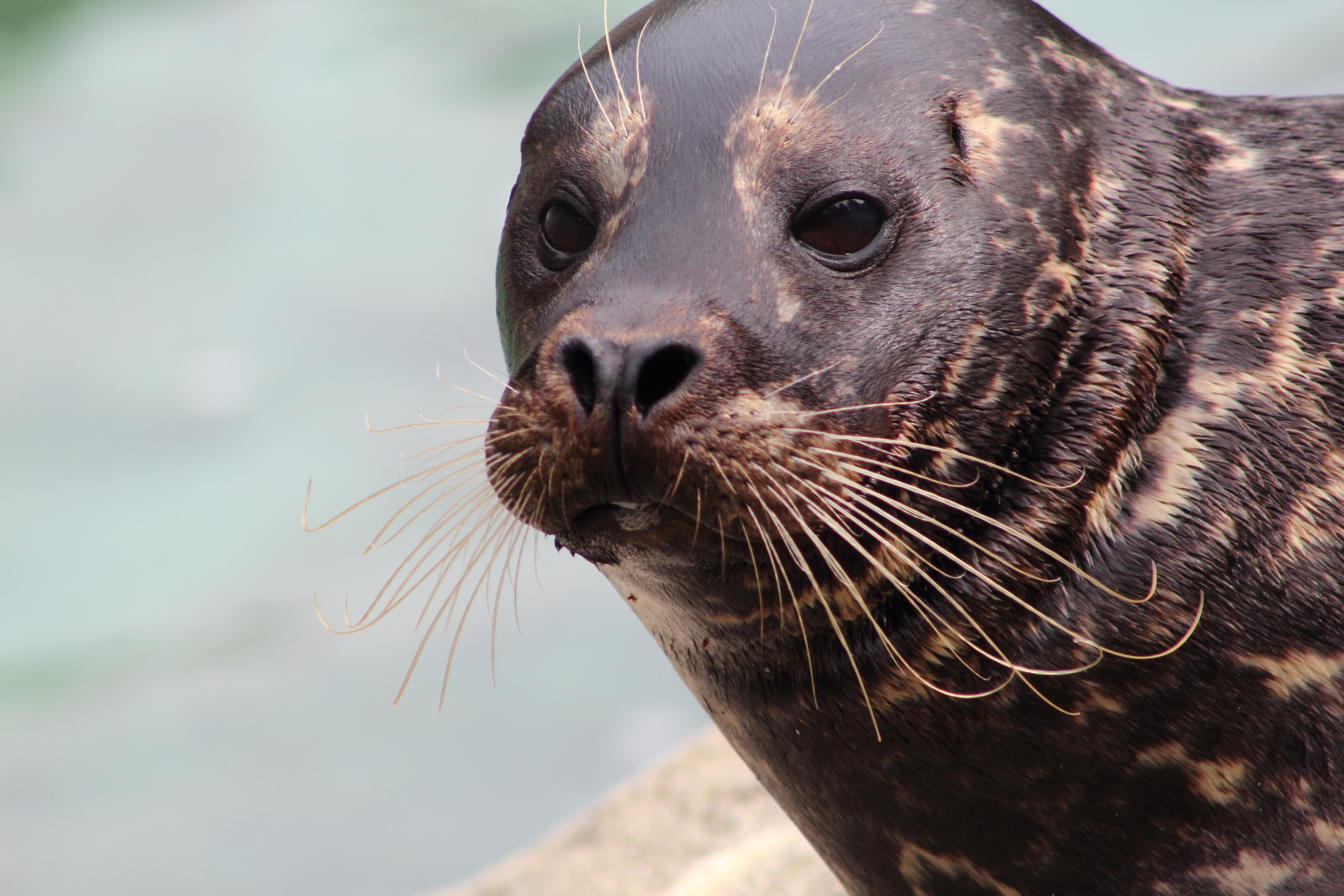 GuruShots - Nature March 2026