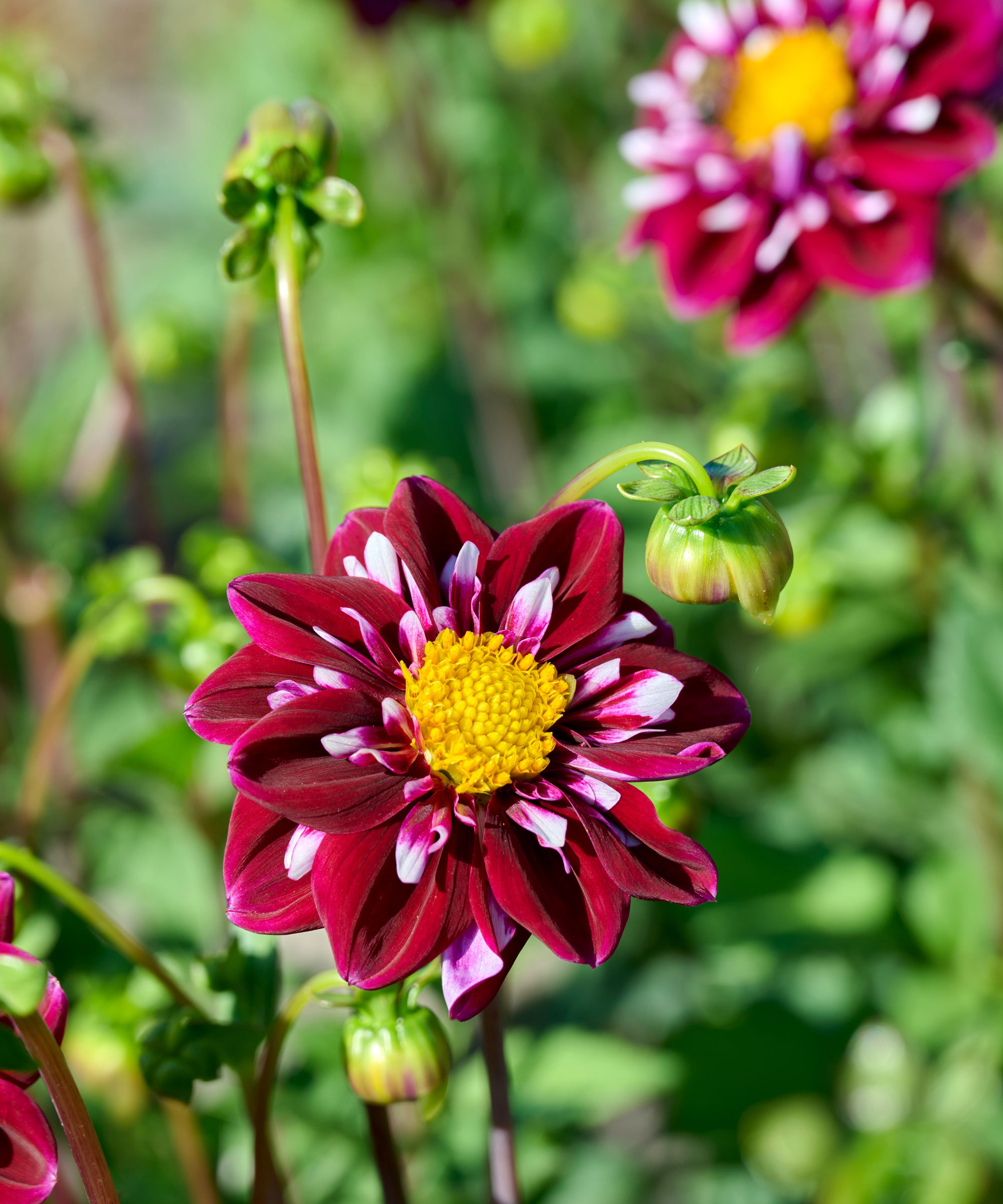 dahlia Impression Fantastico flowers