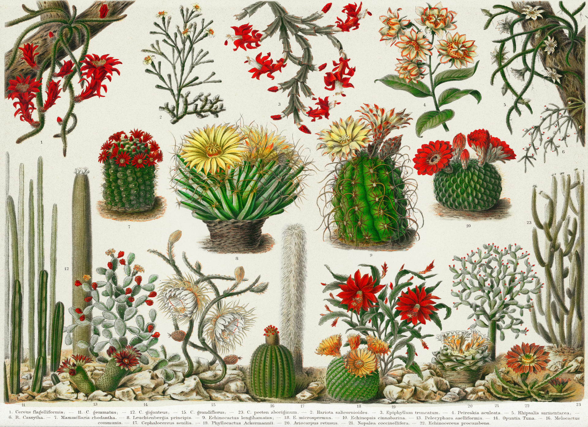drawing of flowering cacti
