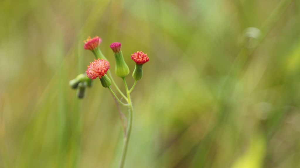 focus on the tassel flower with blurred background