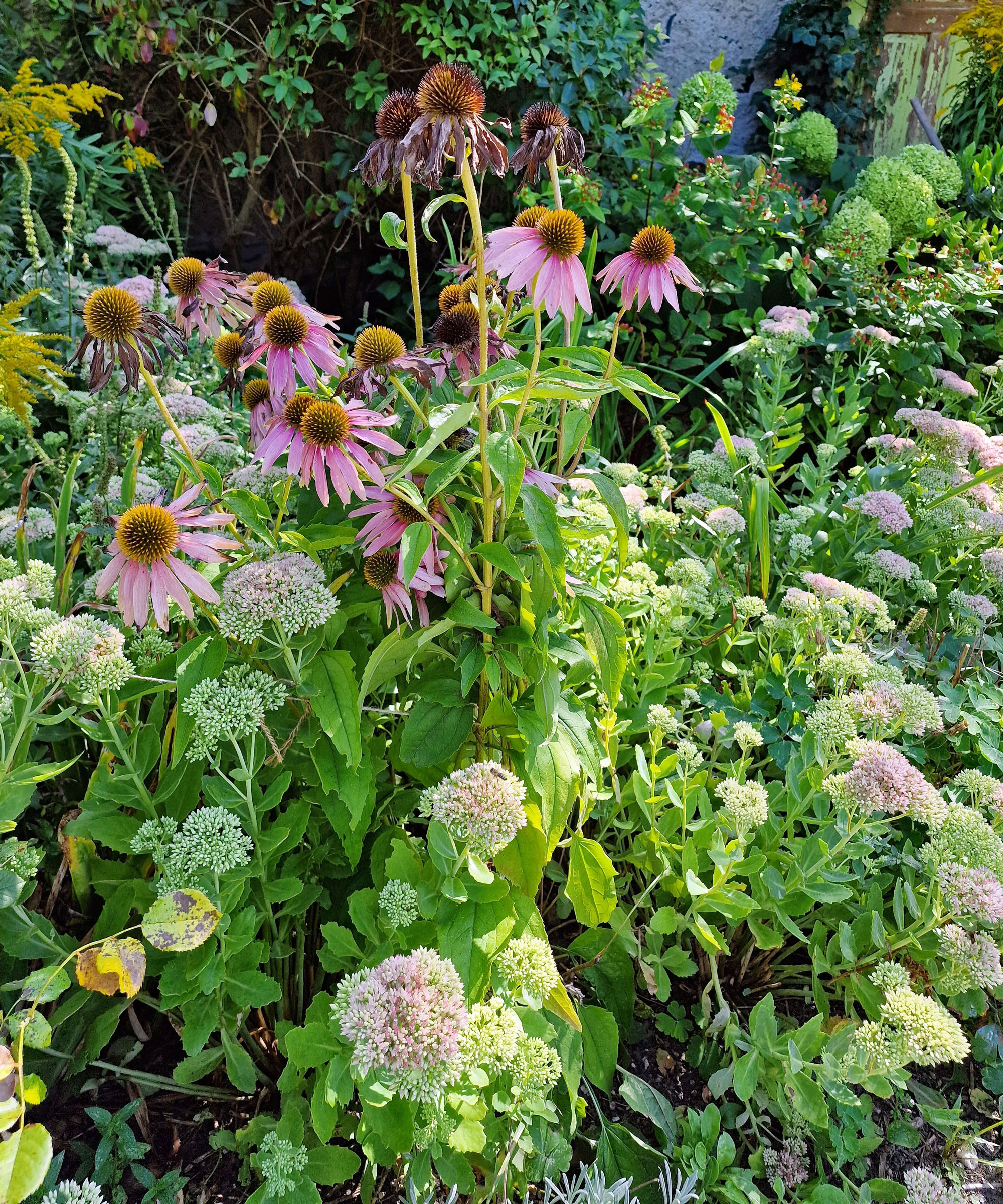 sedum and coneflowers in garden display