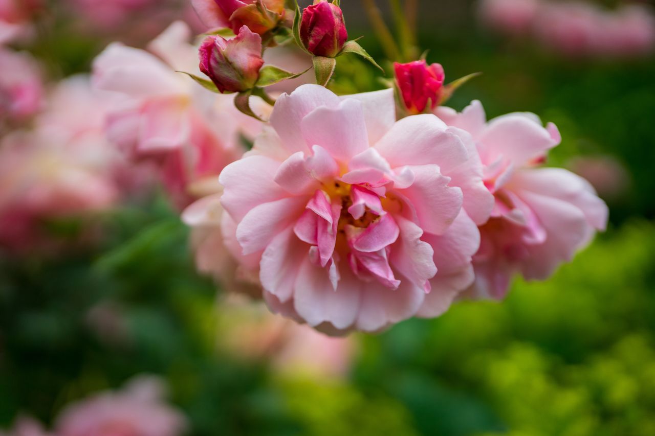 Sigma 28-45mm F1.8 DG DN Art