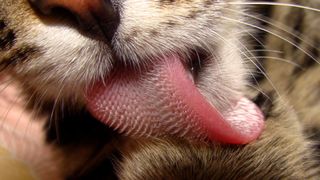 Interesting cat facts - a cat's tongue