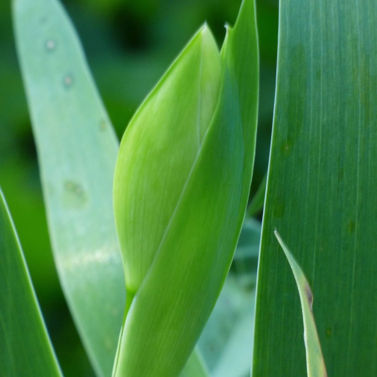 Iris Plant