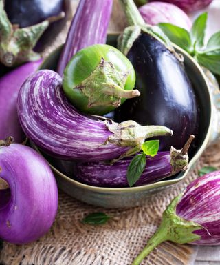 eggplant fruit harvest of classic, Thai and long purple varieties