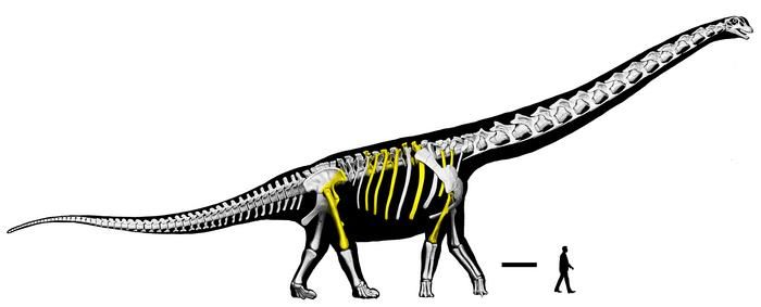 An illustration of a sauropod and its skeleton next to a person for size. The found bones, mostly rib, pelvic and leg bones, are in yellow.