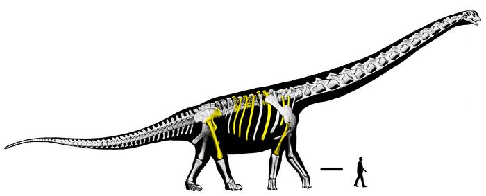 An illustration of a sauropod and its skeleton next to a person for size. The found bones, mostly rib, pelvic and leg bones, are in yellow.