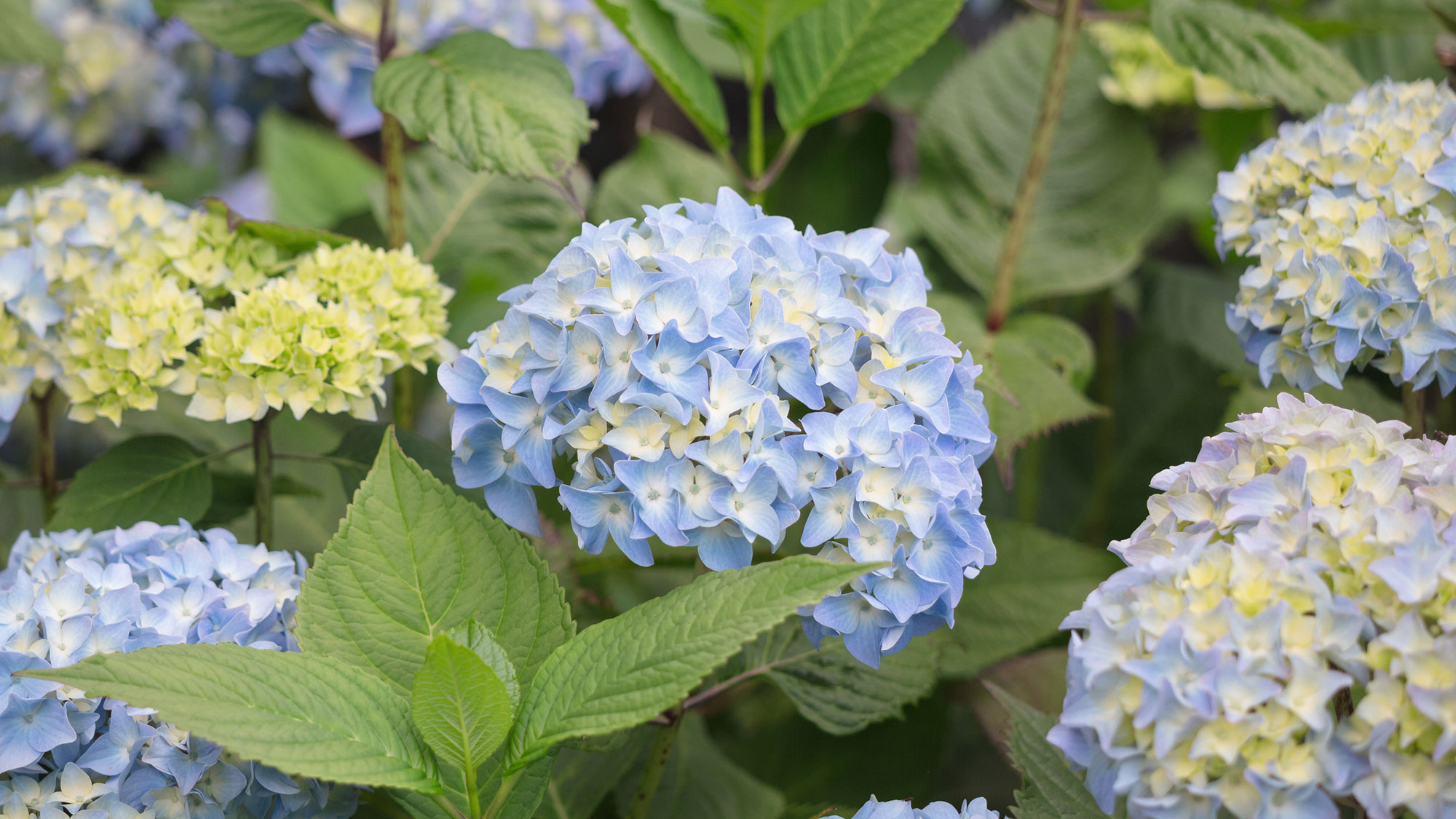 blue hydrangea plant in full bloom