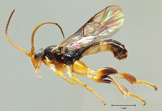 A parasitoid wasp species of the genus Orthocentrus from Ecuador. It is one of 177 species identified in a study involving Museum scientists. It is not yet scientifically named.