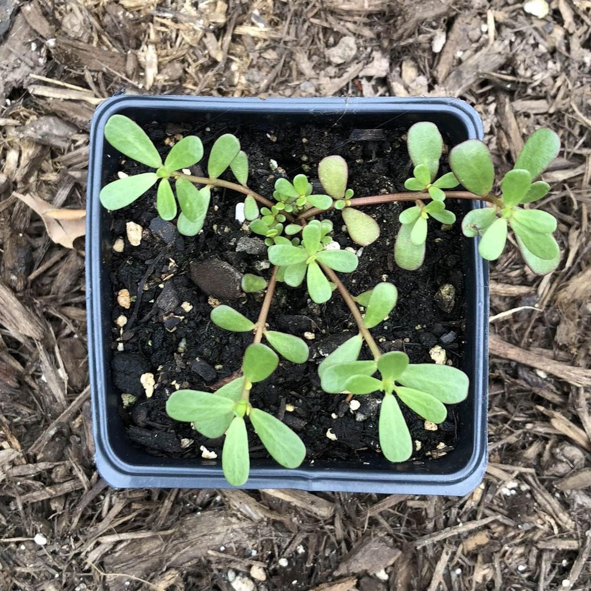 Tanaman krokot organik dalam wadah