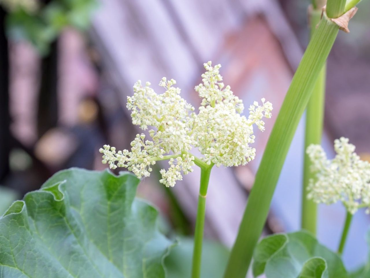 Tiny White Dropwort Plant