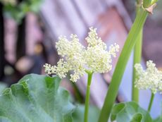 Tiny White Dropwort Plant