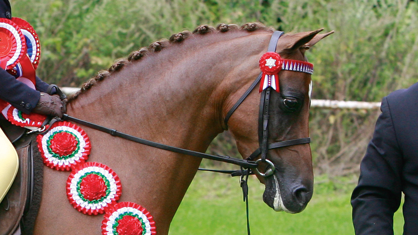 Lead-rein pony with rosettes