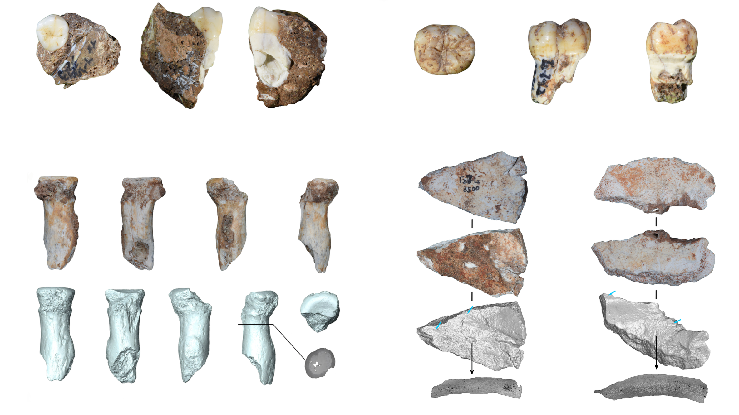 a series of images of ancient teeth and bone fragments
