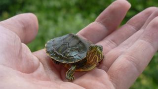 Pet turtle