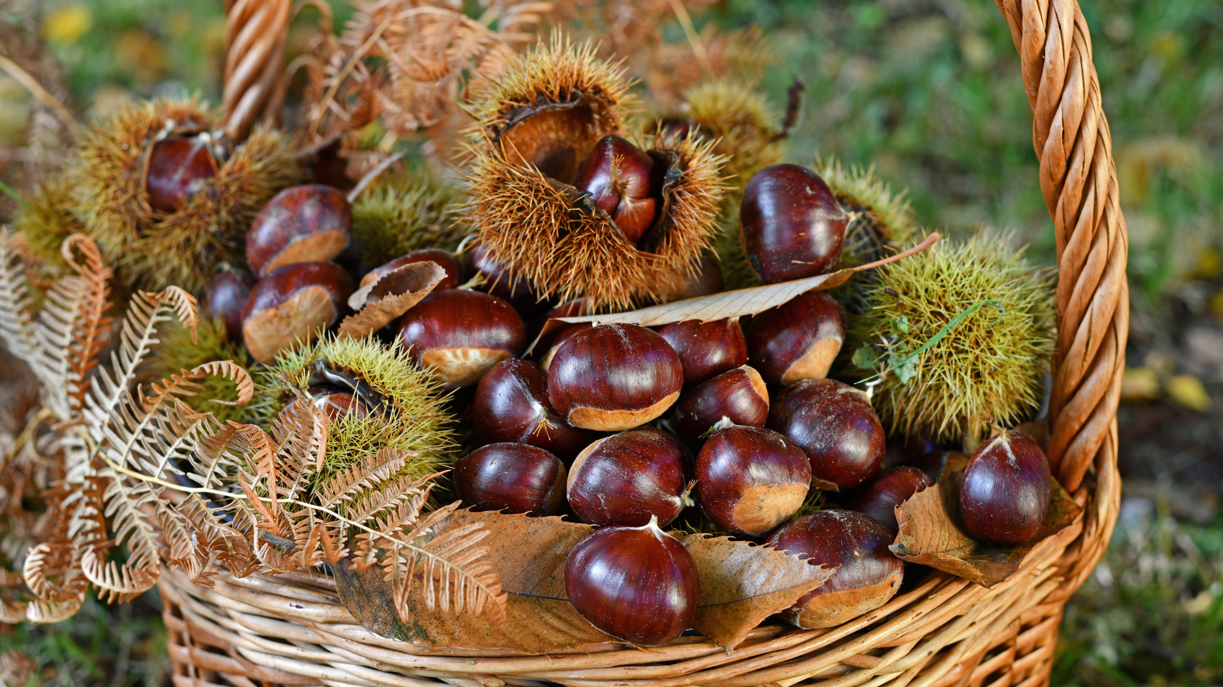 Conkers in basket.