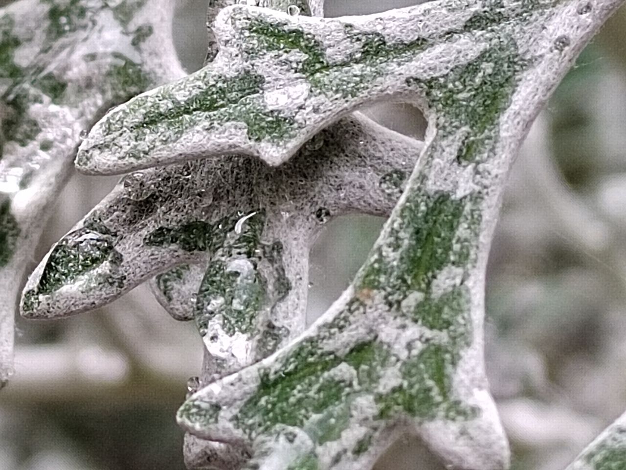 Apexel 200x smartphone micropscope sample images