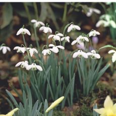 Flowering snowdrops