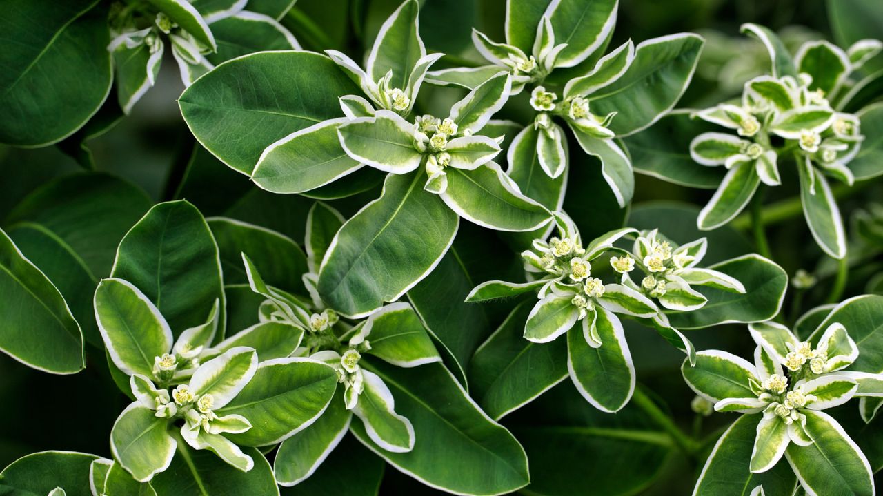 Green and white leaves