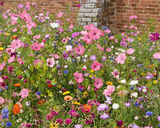 A mix of wildflowers growing in a garden