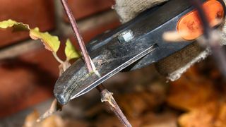 Pruning a clematis