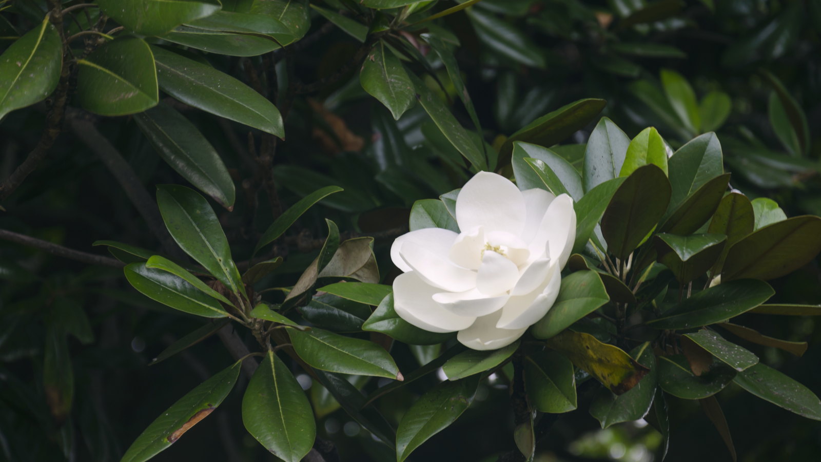 A white flower against the dark foliage of a sweetbay magnolia