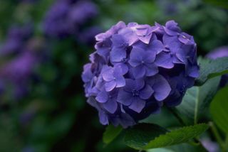 Purple Hydrangea Cluster