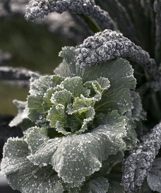 Frosty cabbage and kale in a vegetable garden in winter