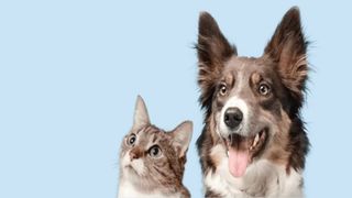 A dog and a cat sitting together in front of a blue background
