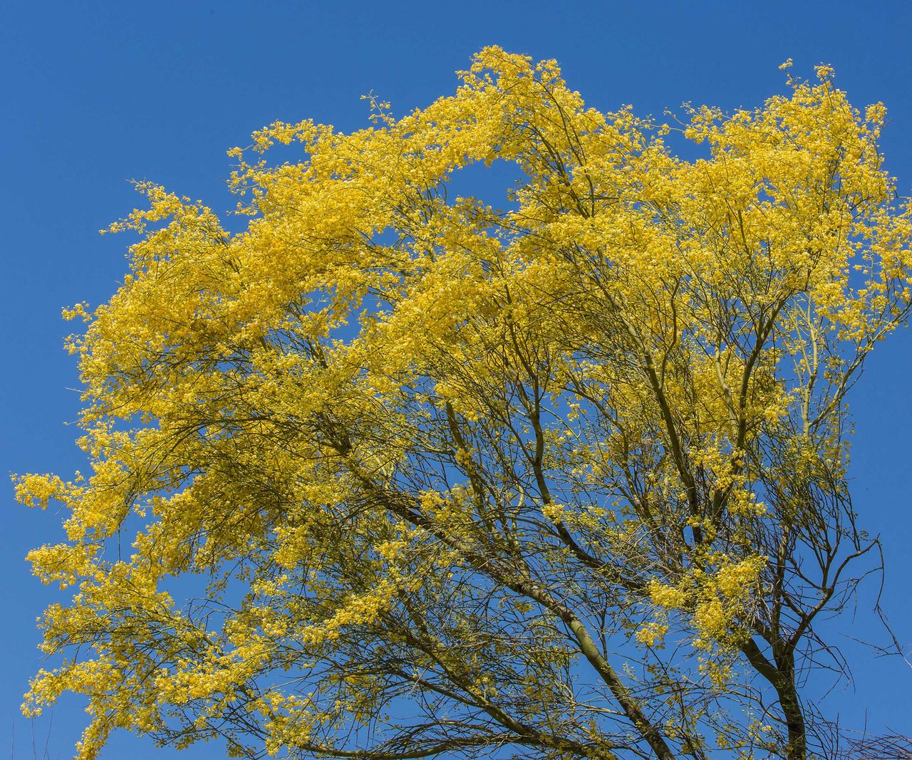 Drought tolerant Trees 10 Resilient Choices Homes And Gardens drought-tolerant-trees-10-resilient-choices-homes-and-gardens