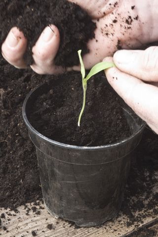 potting up aubergine or eggplant seedlings