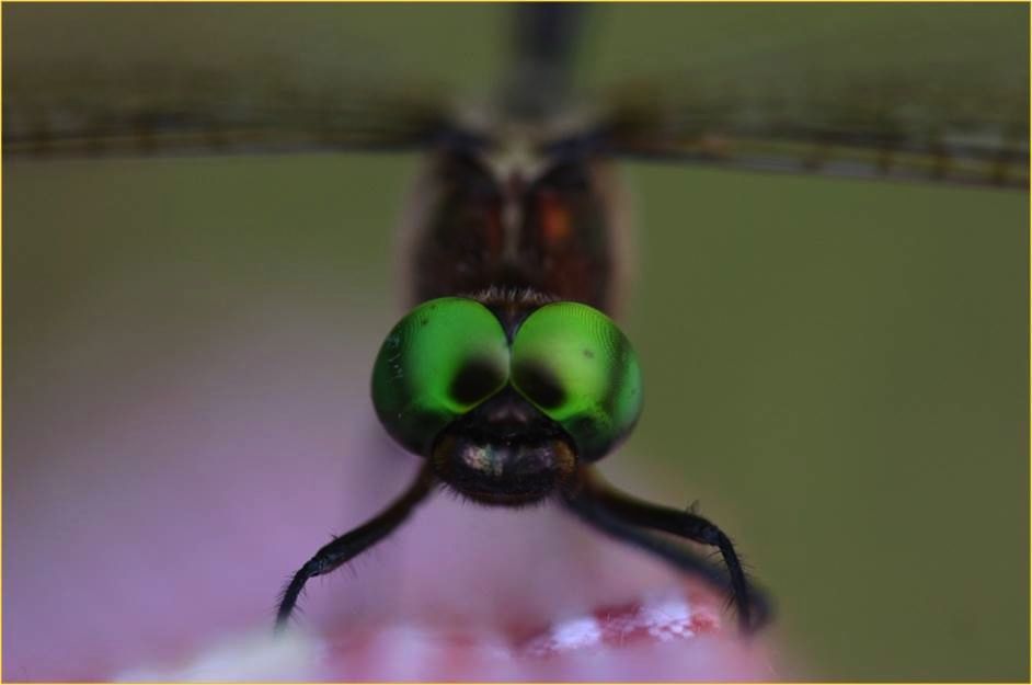 A Hine&#039;s emerald dragonfly.