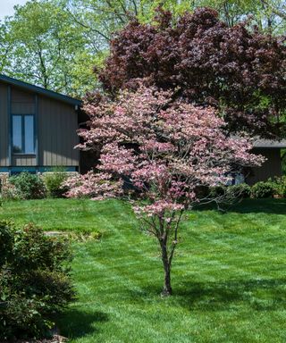 a pink flowering dogwood (Cornus florida) growing in the middle of a lawn