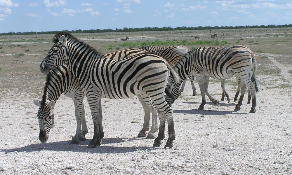 Burchell&#039;s zebras gather on the grasslands.