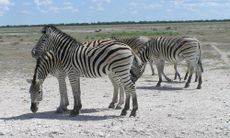 Burchell's zebras gather on the grasslands.