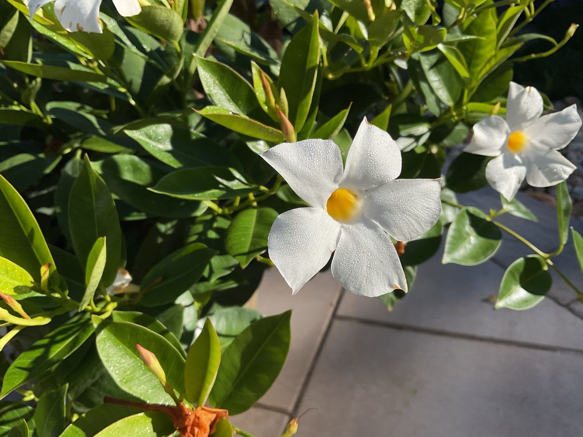 iPad 2022 camera sample flower