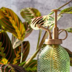 calathea houseplant and green mister