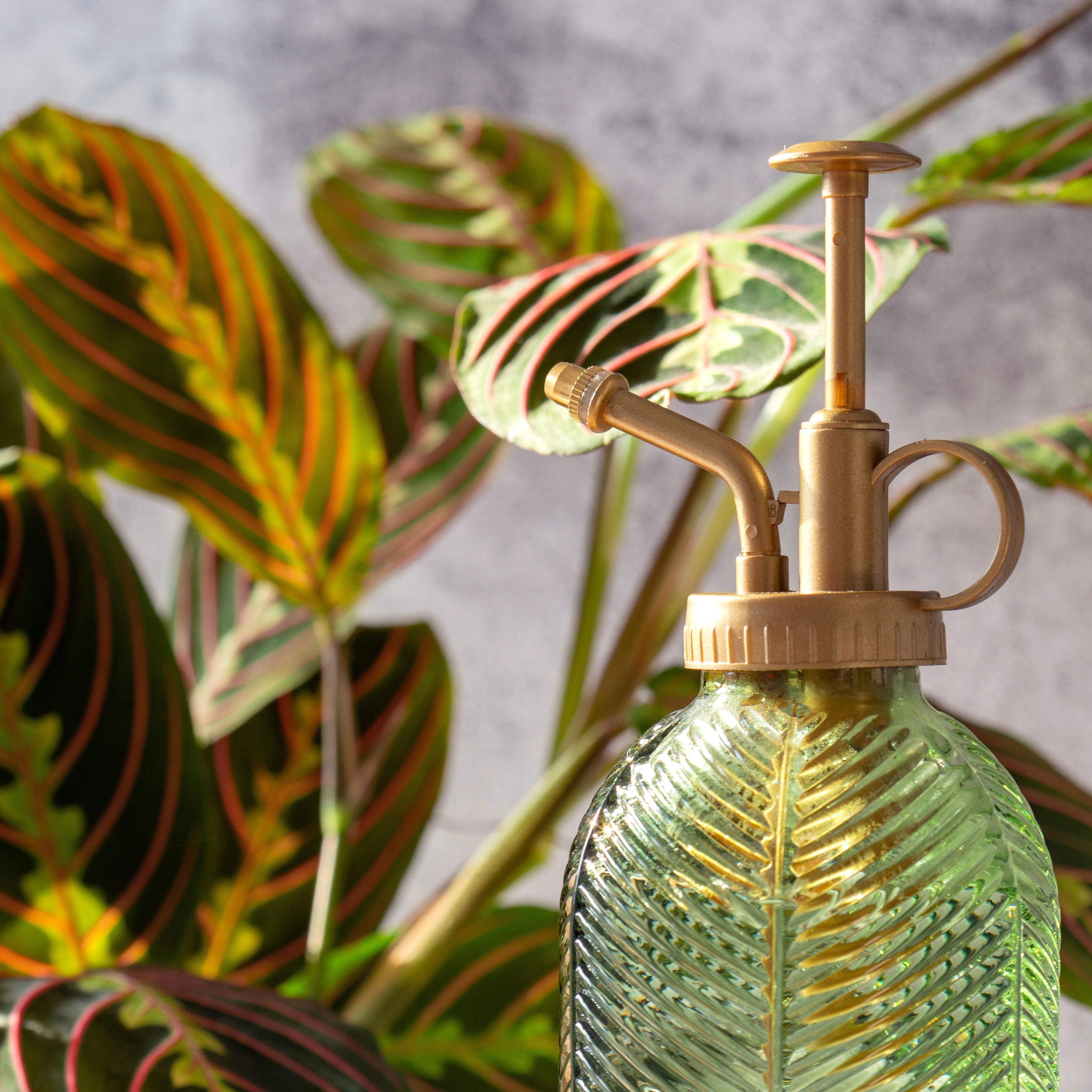 calathea houseplant and green mister